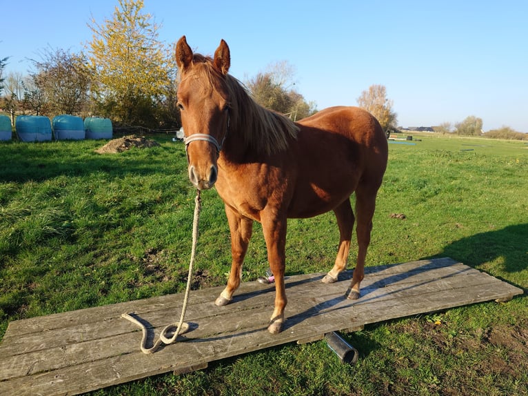 American Quarter Horse Stute 2 Jahre 147 cm Fuchs in Demmin