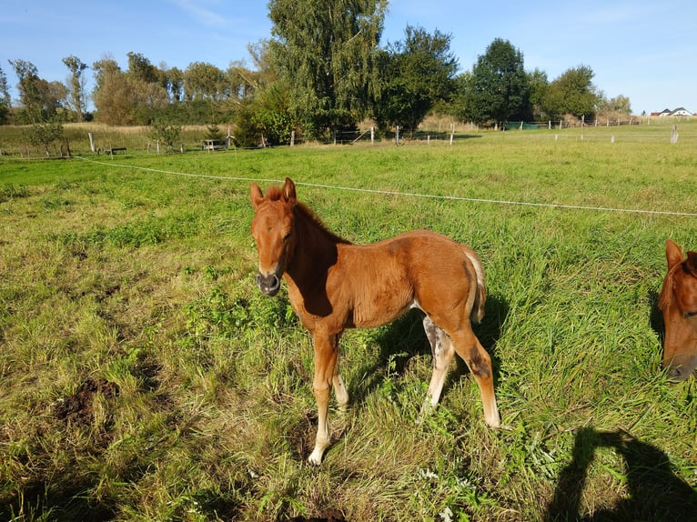 American Quarter Horse Stute 2 Jahre 147 cm Fuchs in Demmin