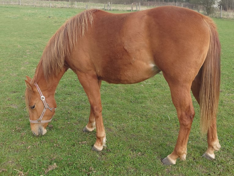 American Quarter Horse Stute 2 Jahre 147 cm Fuchs in Demmin