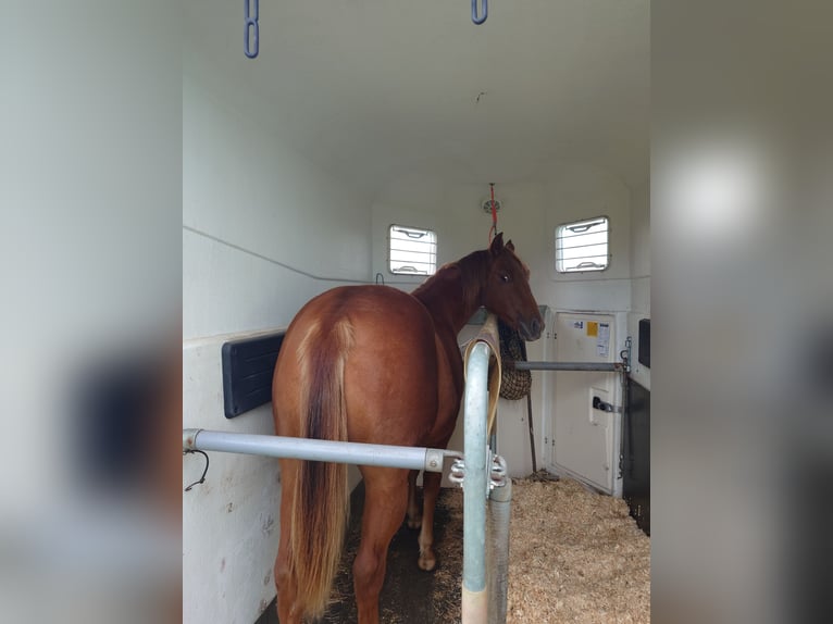 American Quarter Horse Stute 2 Jahre 147 cm Fuchs in Demmin