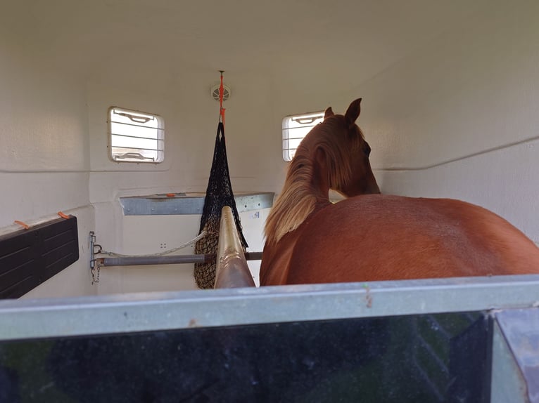 American Quarter Horse Stute 2 Jahre 147 cm Fuchs in Demmin