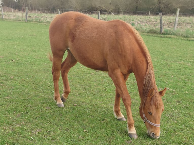 American Quarter Horse Stute 2 Jahre 147 cm Fuchs in Demmin