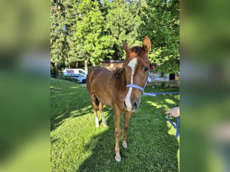 American Quarter Horse Stute 2 Jahre 147 cm Fuchs in Hitzendorf