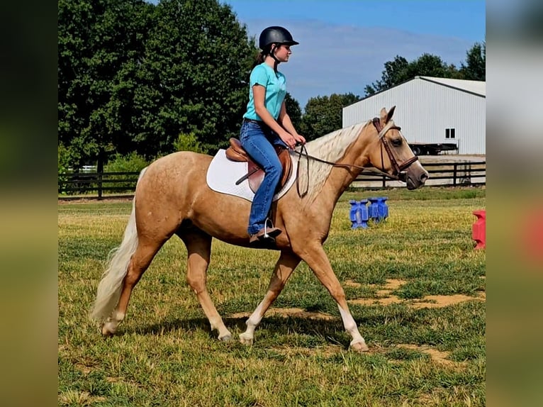 American Quarter Horse Stute 2 Jahre 147 cm Palomino in Robards