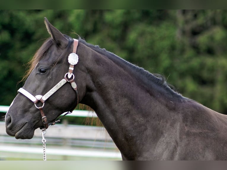 American Quarter Horse Stute 2 Jahre 147 cm Rappe in Dahlem