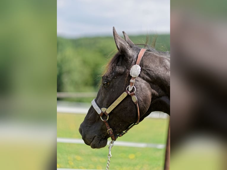 American Quarter Horse Stute 2 Jahre 147 cm Rappe in Dahlem