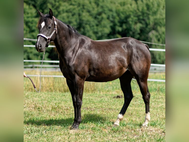 American Quarter Horse Stute 2 Jahre 147 cm Rappe in Dahlem