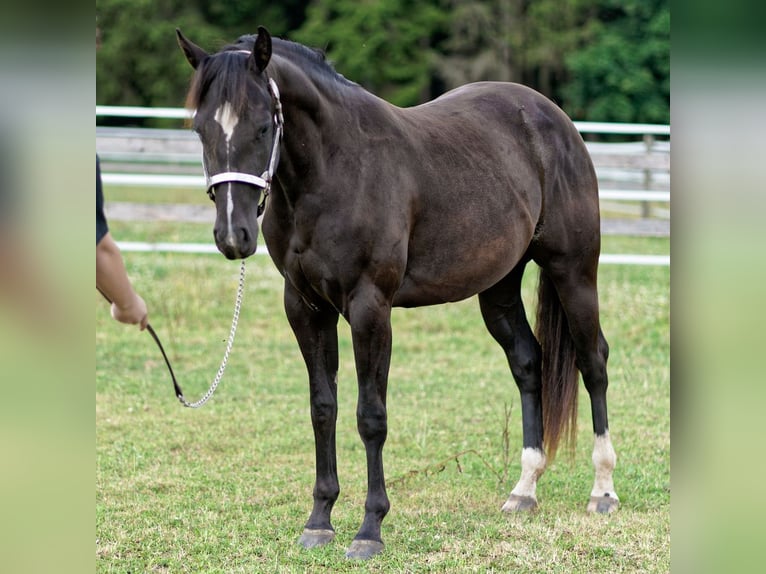 American Quarter Horse Stute 2 Jahre 147 cm Rappe in Dahlem