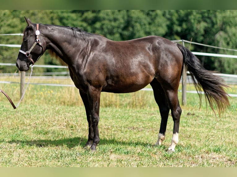 American Quarter Horse Stute 2 Jahre 147 cm Rappe in Dahlem