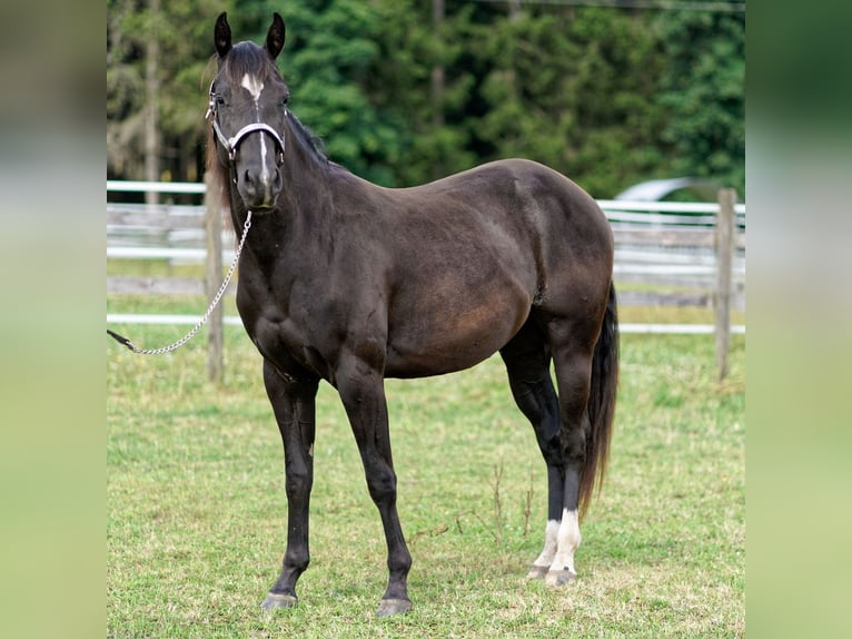 American Quarter Horse Stute 2 Jahre 147 cm Rappe in Dahlem