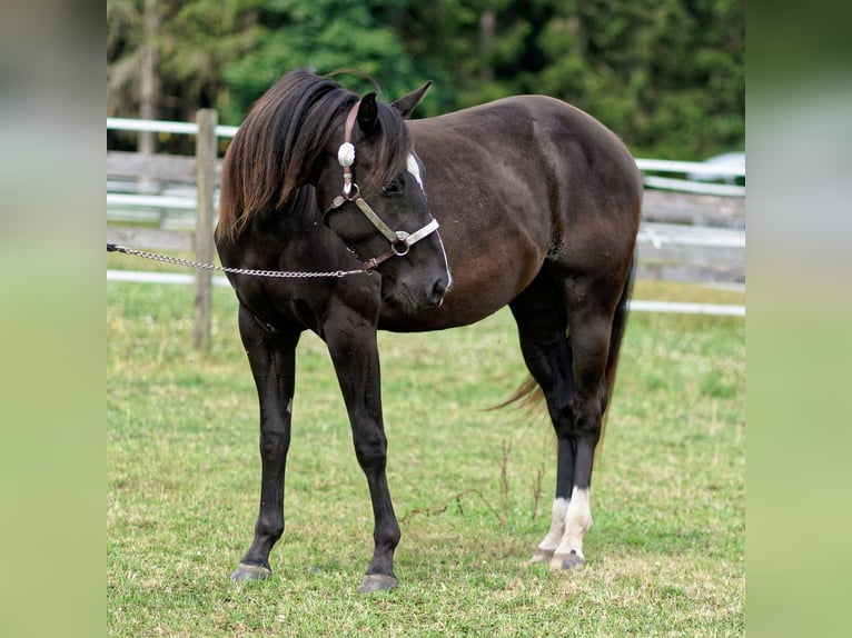 American Quarter Horse Stute 2 Jahre 147 cm Rappe in Dahlem