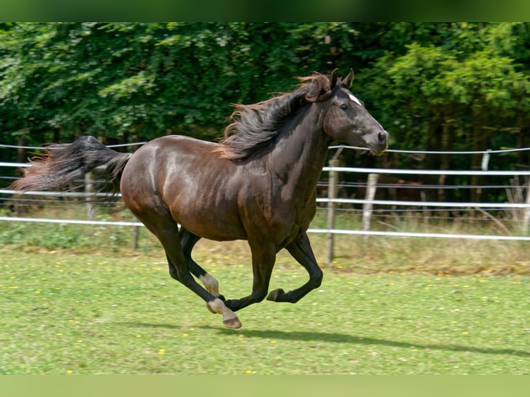 American Quarter Horse Stute 2 Jahre 147 cm Rappe in Dahlem