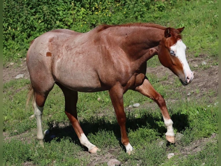 American Quarter Horse Stute 2 Jahre 147 cm Roan-Red in Travelsjö