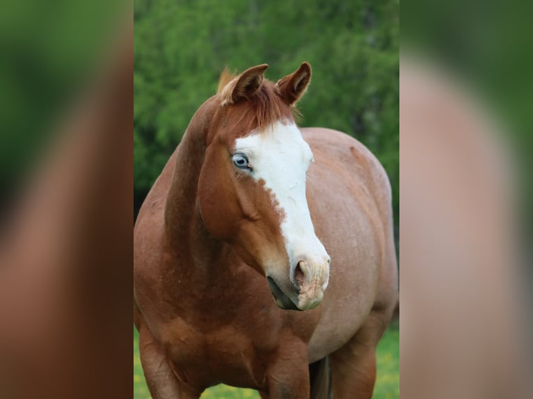 American Quarter Horse Stute 2 Jahre 147 cm Roan-Red in Travelsjö