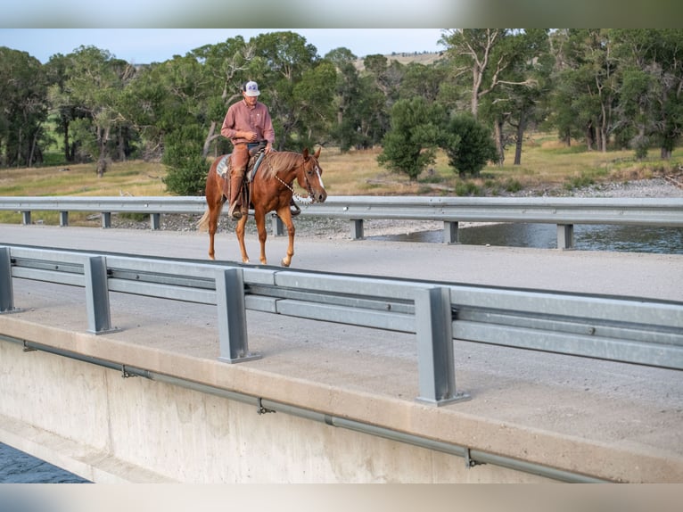 American Quarter Horse Stute 2 Jahre 147 cm Rotfuchs in Greycliff