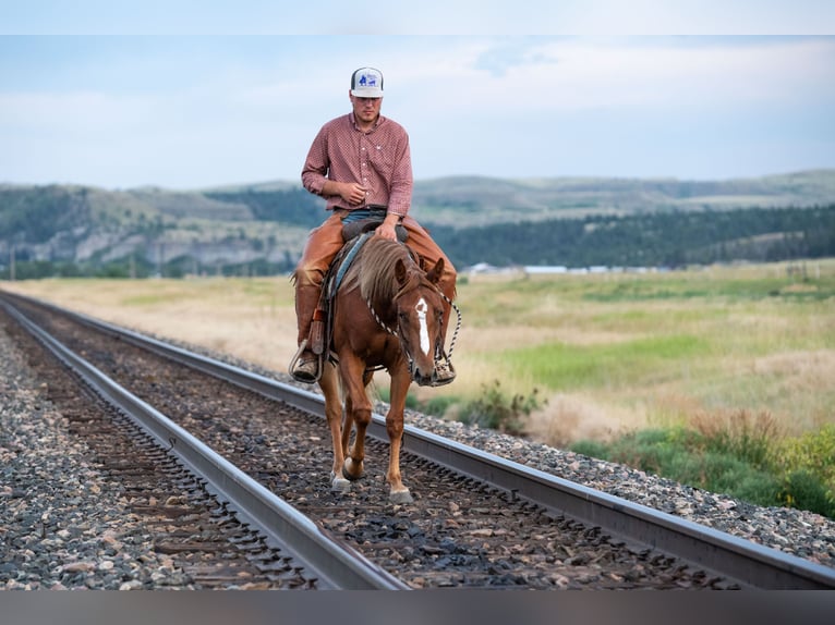 American Quarter Horse Stute 2 Jahre 147 cm Rotfuchs in Greycliff