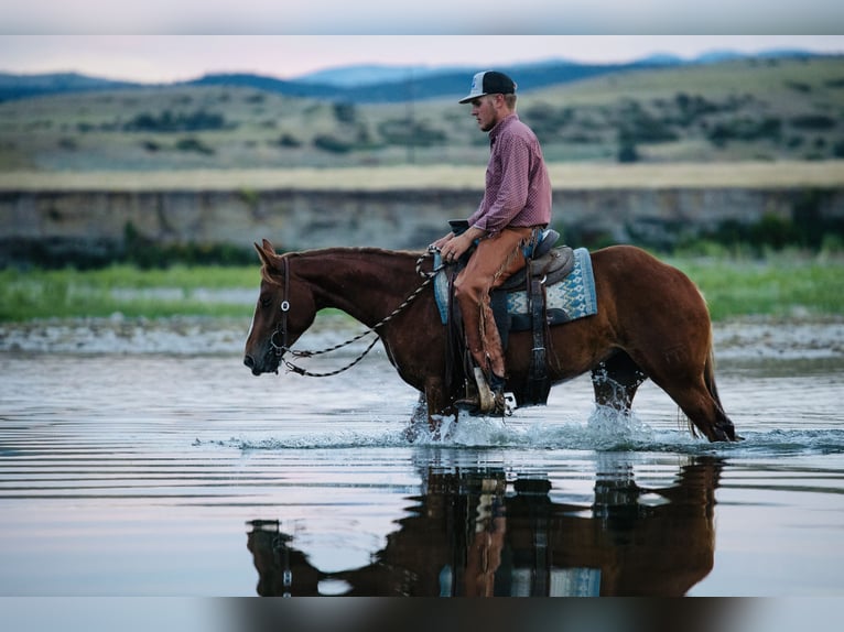 American Quarter Horse Stute 2 Jahre 147 cm Rotfuchs in Greycliff