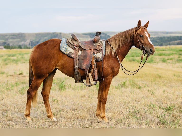 American Quarter Horse Stute 2 Jahre 147 cm Rotfuchs in Greycliff