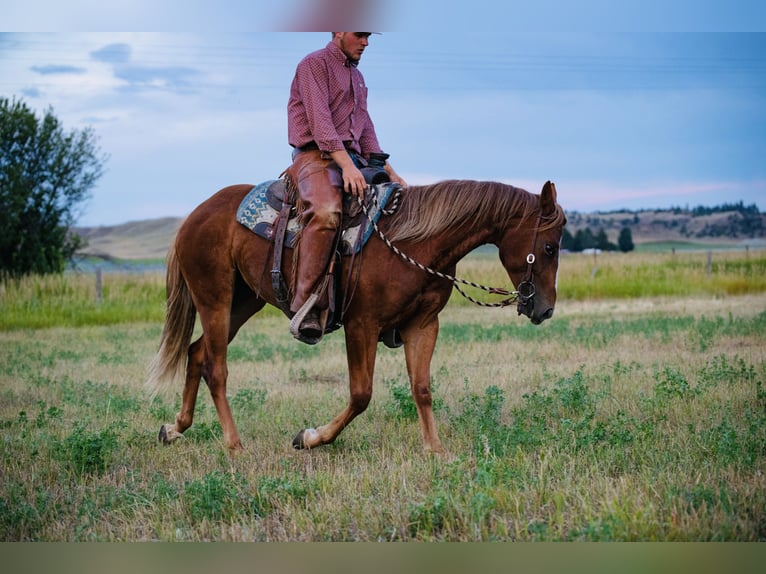 American Quarter Horse Stute 2 Jahre 147 cm Rotfuchs in Greycliff