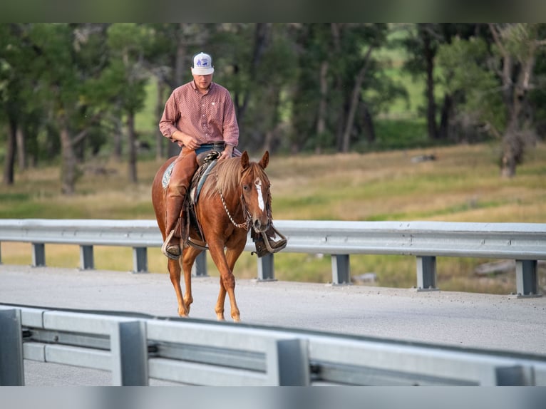 American Quarter Horse Stute 2 Jahre 147 cm Rotfuchs in Greycliff