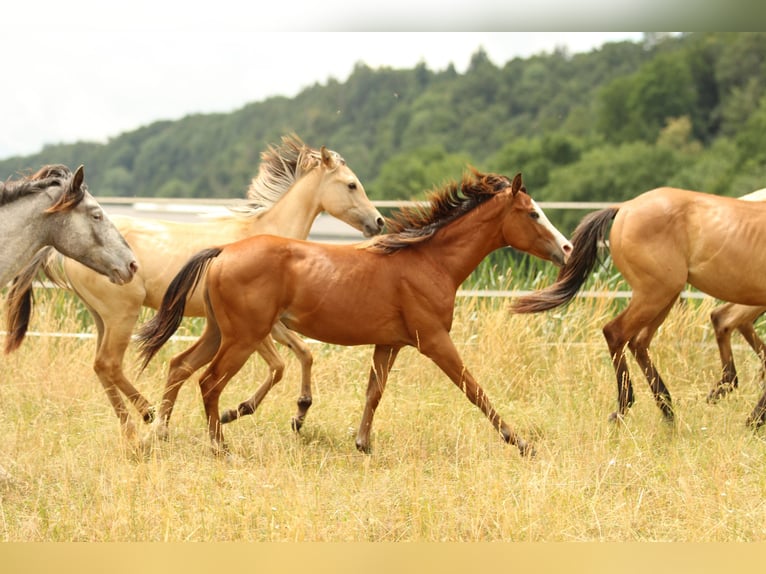 American Quarter Horse Stute 2 Jahre 148 cm Brauner in Waldshut-Tiengen