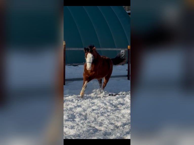 American Quarter Horse Stute 2 Jahre 148 cm Brauner in Heimenkirch