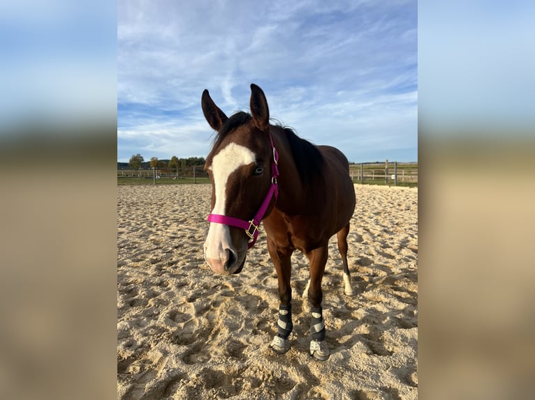 American Quarter Horse Stute 2 Jahre 148 cm Brauner in Kautzen