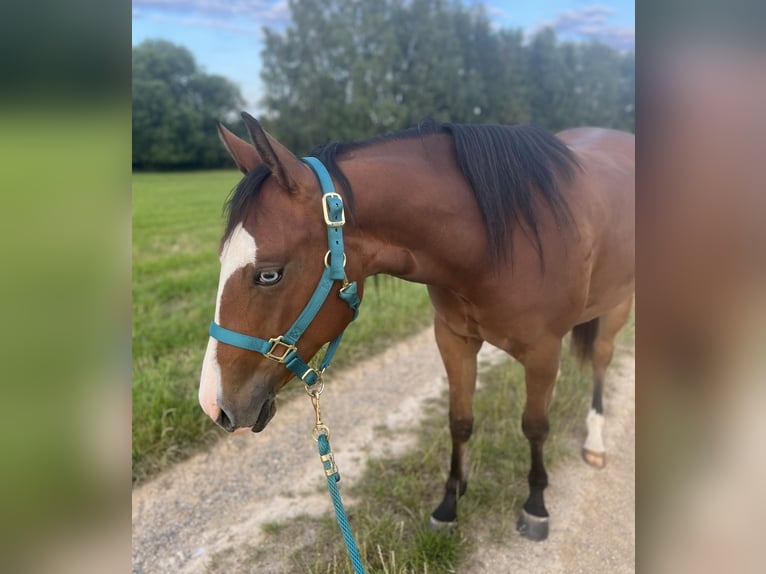 American Quarter Horse Stute 2 Jahre 148 cm Brauner in Kautzen