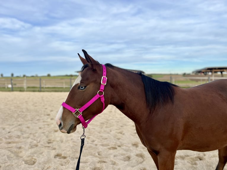 American Quarter Horse Stute 2 Jahre 148 cm Brauner in Kautzen