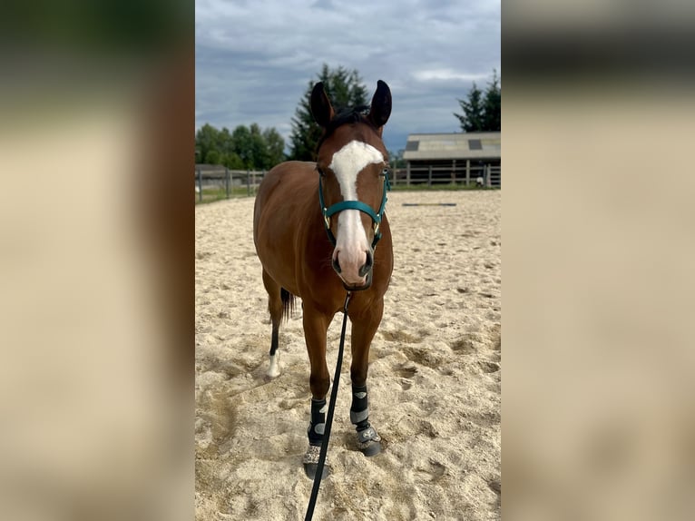 American Quarter Horse Stute 2 Jahre 148 cm Brauner in Kautzen