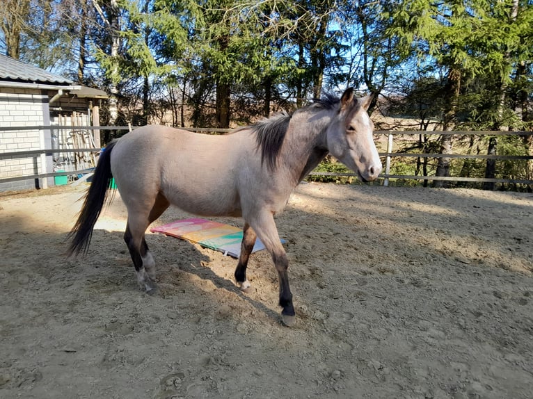 American Quarter Horse Stute 2 Jahre 148 cm Buckskin in Neustadt/Westerwald