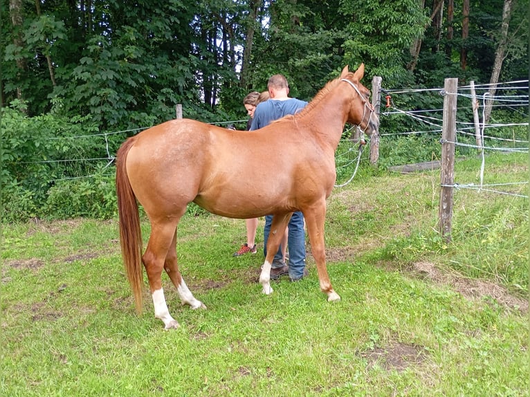American Quarter Horse Stute 2 Jahre 148 cm Fuchs in Bad Kohlgrub