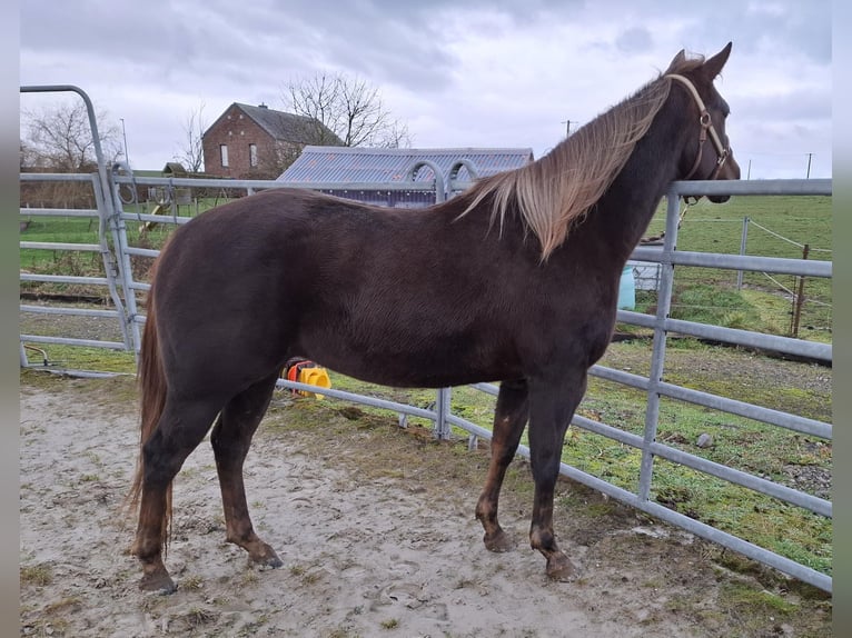 American Quarter Horse Stute 2 Jahre 148 cm Fuchs in Clavier