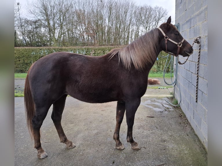 American Quarter Horse Stute 2 Jahre 148 cm Fuchs in Clavier