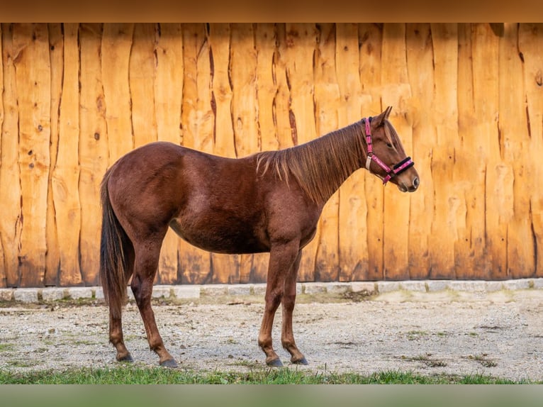 American Quarter Horse Stute 2 Jahre 148 cm Fuchs in Wałbrzych
