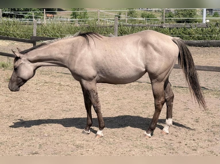 American Quarter Horse Stute 2 Jahre 148 cm Grullo in Berschweiler