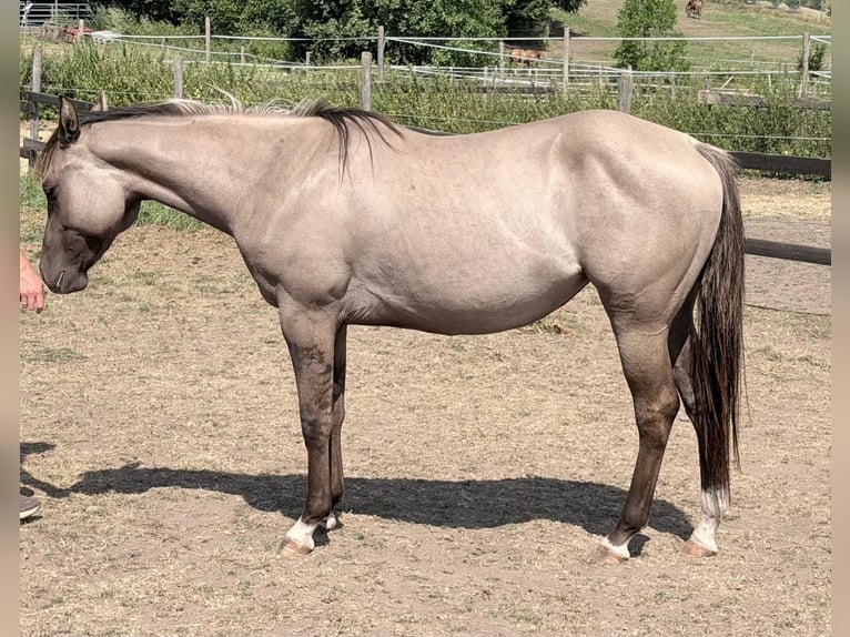 American Quarter Horse Stute 2 Jahre 148 cm Grullo in Berschweiler