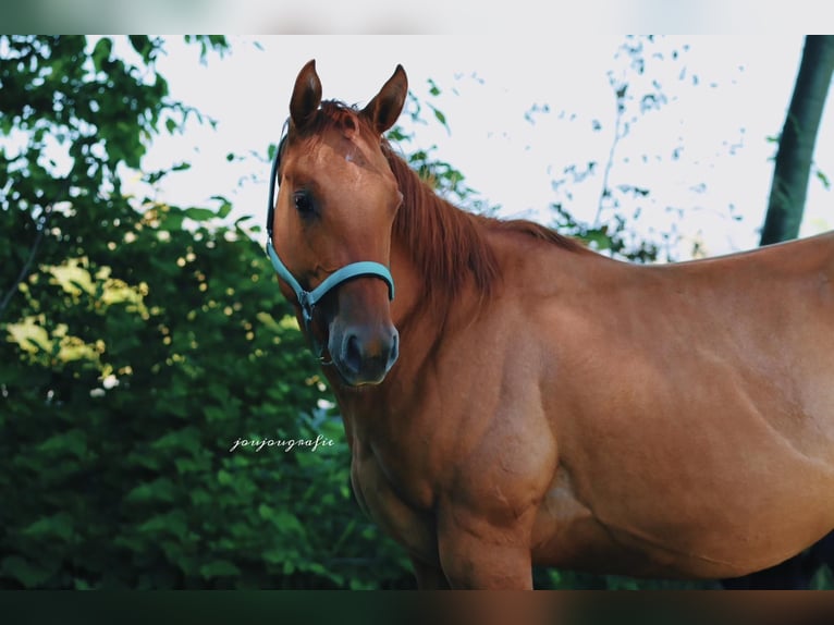 American Quarter Horse Stute 2 Jahre 148 cm Red Dun in Hennef