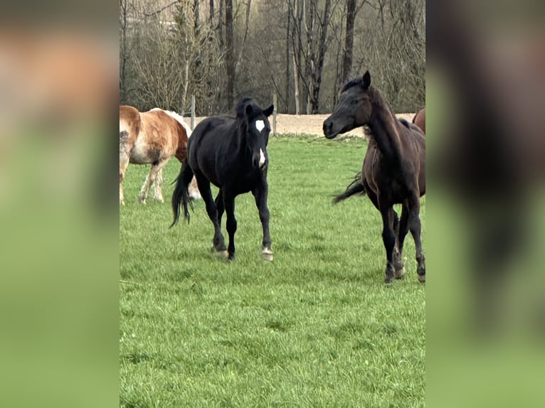 American Quarter Horse Mix Stute 2 Jahre 148 cm Schwarzbrauner in Buchen (Odenwald)