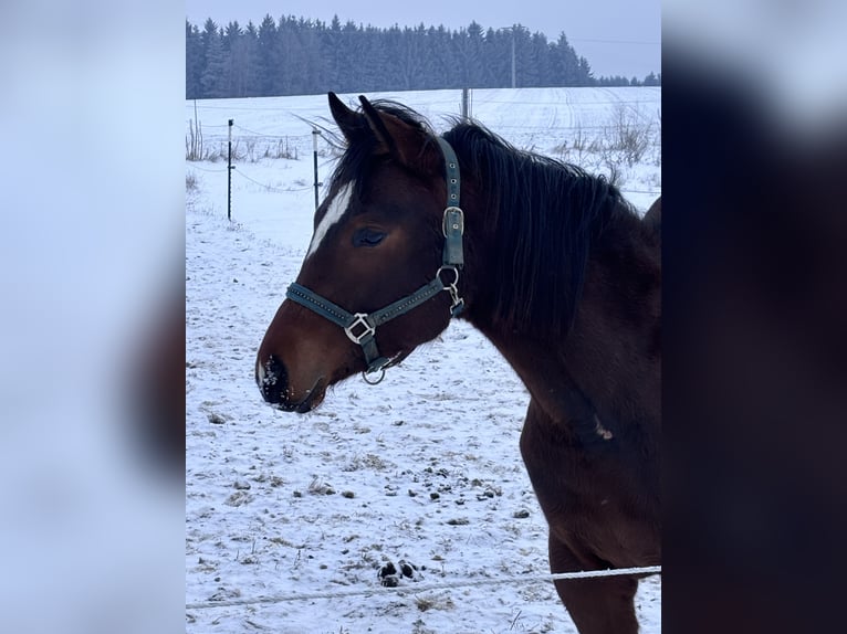 American Quarter Horse Stute 2 Jahre 150 cm Brauner in Kirchendemenreuth