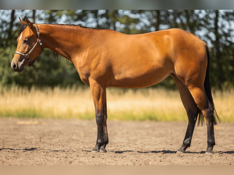 American Quarter Horse Stute 2 Jahre 150 cm Brauner in Steyerberg