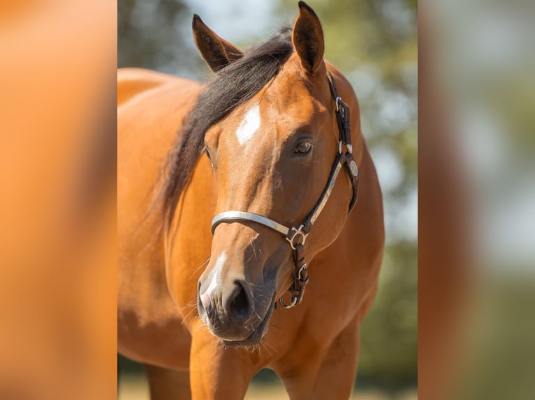 American Quarter Horse Stute 2 Jahre 150 cm Brauner in Steyerberg