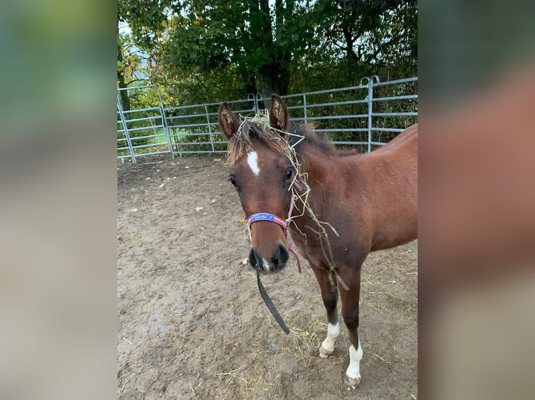 American Quarter Horse Stute 2 Jahre 150 cm Brauner in Münzenberg