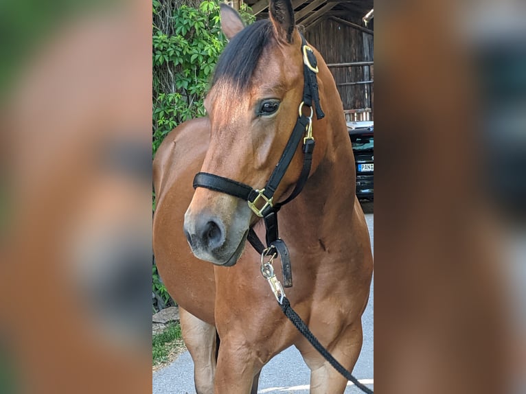 American Quarter Horse Stute 2 Jahre 150 cm Brauner in Stubenberg