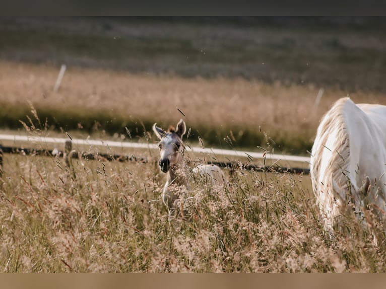American Quarter Horse Mix Stute 2 Jahre 150 cm Buckskin in Dörnberg