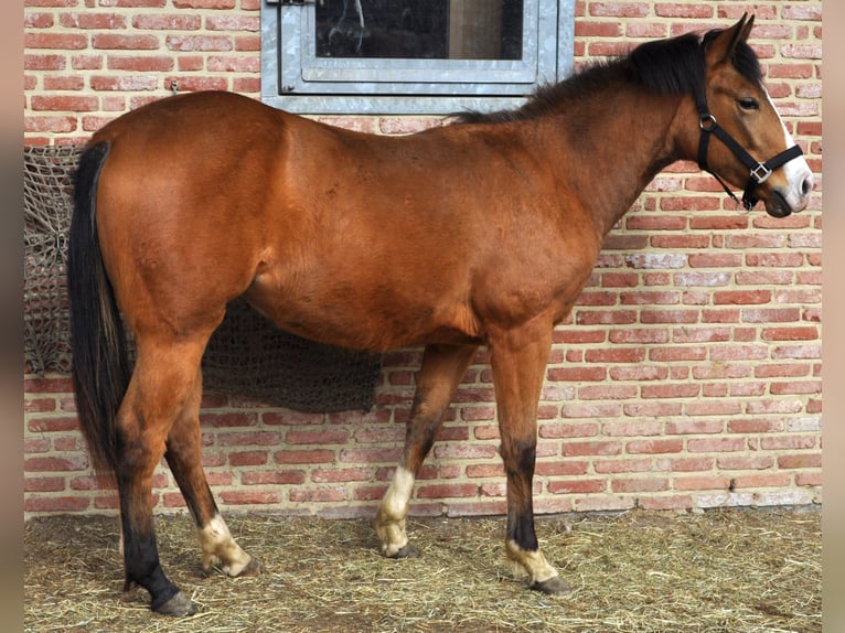 American Quarter Horse Stute 2 Jahre 150 cm Buckskin in Herselt