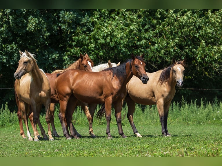 American Quarter Horse Stute 2 Jahre 150 cm Buckskin in Dietenheim