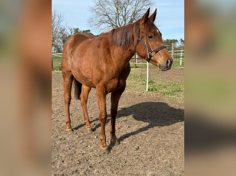 American Quarter Horse Stute 2 Jahre 150 cm Dunkelfuchs in Ludwigslust