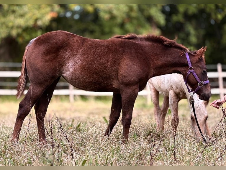 American Quarter Horse Stute 2 Jahre 150 cm Dunkelfuchs in Ludwigslust