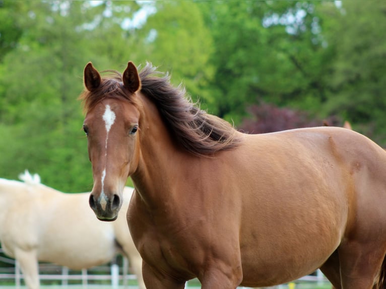 American Quarter Horse Stute 2 Jahre 150 cm Dunkelfuchs in Stade